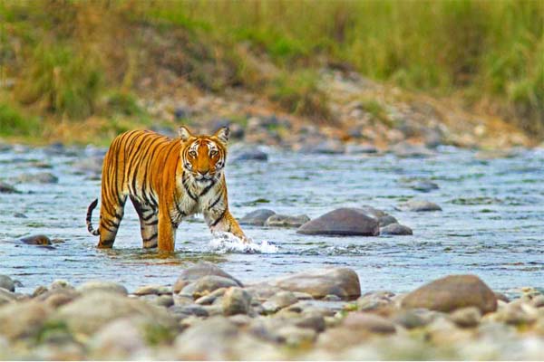 Uttarakhand TOurism : Jim Corbett National Park