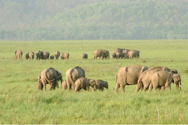 kUttarakhand Tourism : Rajaji National Park